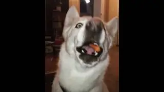 Husky eating compilation
