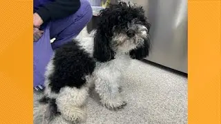 Furry Friends | Meet Tolik, the dog!