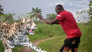 one on one on lion