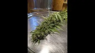 how to trim cbd flower