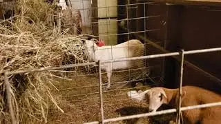 Kidding and Lambing pens