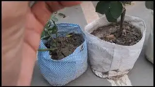 Rose Plant Shopping |Growing Hybrid Grafted Rose Plants | Winter Gardening Tips | #roseplant #garden