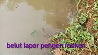 belut lapar