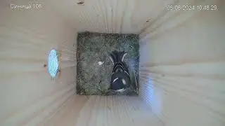 Удивленная большая синица-мама Surprised great tit mom #tit #greattit #nest #большаясиница #гнездо