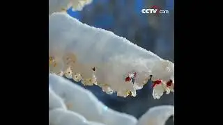 &Eacute;panouissement de fleurs d&rsquo;abricot #enqu&ecirc;te #reportage #investigation #arte #documentaire