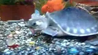 turtle eating Grape