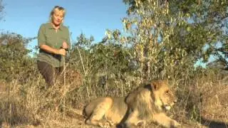 Walk with Lions, Zambia | Lion Encounter Victoria Falls