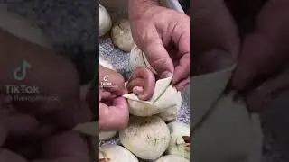 #snakes #komodo #eggs #hatching(3)