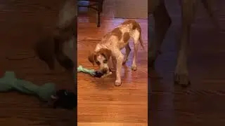 Monty the Beagle / Heeler mix is a smart and happy puppy