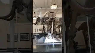 Amazing Real Mammoth Skeletons in New York. 🤩 #skeleton
