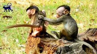 Oh ! Nooo ! Why Queen fight David seriously liike thiis ? What a poor David cry & call mom help but.