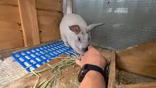 Welcome Chanel #1 and Peppa