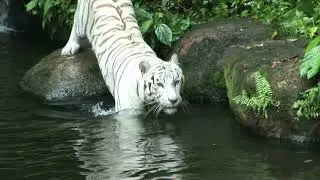 Top 10 Amazing Tiger Facts 🐯 | MindBlow Facts हिंदी #Shorts