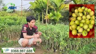 Trồng Táo Đào Vàng Thu Hoạch Nhanh: Giống Táo Kinh Tế Đáng Trồng Nhất 2026