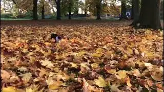 Dog Running Due To Fear Of Falling Leaves sound||Funny Mad Dog