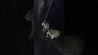 Big two cats night time ||