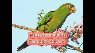 O canto do Periquito cubano ( Psittacara euops  )