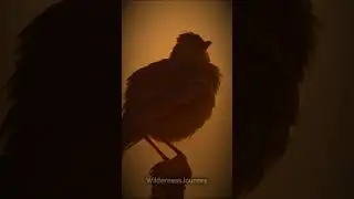 Real Wild Animal Sounds in Nature