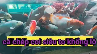 Cá chép coi khổng lồ