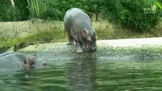 Junges Flusspferd Willi im Zoo Berlin - Young hippo Willi at Zoo Berlin