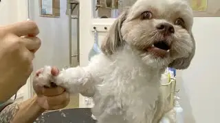 Part 1/2: Clipping & Filing your Dog's Nails at Home