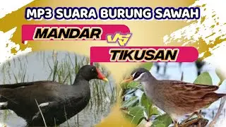 kombinasi suara pikat mandar vs tikusan paling ampuh || Audio mix mp3 terampuh