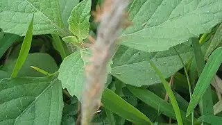 Alopecurus arundinaceus #DhupBati #Flora #Plant #Nature #Flower#Video#Youtube #YoutubeVideo #YTVideo