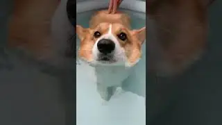 Today I Learned Corgi Butts Float 😂🐶 | #shorts #funny #dogtok