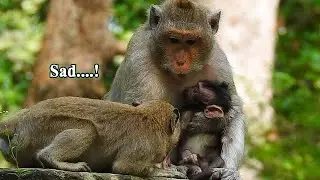 Deep broken heart mom Duchess hug newborn by terrible s-u-ffer and help comfort her kid Dakota