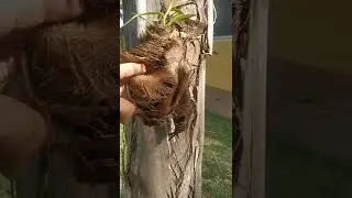 Como plantar orquídeas em coqueiro ou árvores