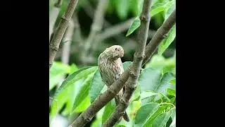 Female House Finch Call Sound - #shorts