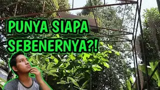 SEJARAH AVIARY ZILLALAND! ININIH ENAKNYA BREEDING IGUANA SENDIRI