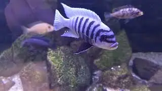 M. zebra Chilumba M. Reef trío adulto f1 disponible 