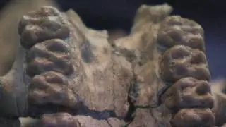 Scientists discover 20-million-year-old skull in Uganda