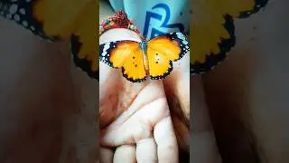 beautiful butterfly have beautiful wings #shorts #shortsfeed #trending