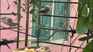 The Avian Symphony of Dhaka