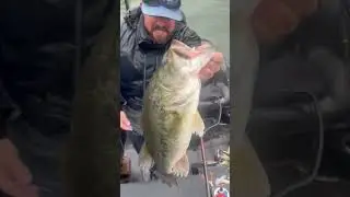 💥 Lanier Swimbait Beast!  New Lake Lanier Fishing Report on FishTips.com by Justin Kimmel