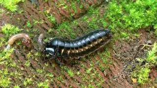 Carabus coriaceus