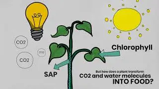 Introduction to Indoor Farming - Photosynthesis