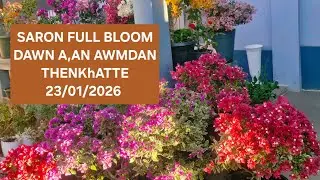 SARON FULL BLOOM (Par kim))DAWN A AN AWMDAN THENKhATTE LO SAWI LEH ILA,saron chu saron nge nge ani🤩