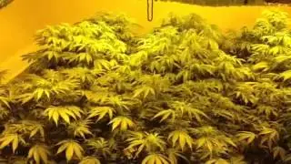 Super Skunk 2400 watts Day 12 quick update