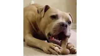 Bacon BarkBone is Life!