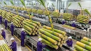 How The Hidden Factory: From Massive Stems to Sweet Sugar 🍬