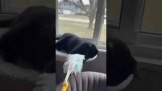Pet parents&hellip; how often do you wish someone else handled the mess?