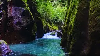 Babbling River Flow & Birds Singing, Peaceful Nature Sounds for Deep Sleep Meditation