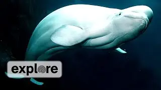 EXPLORE HIGHLIGHT | Wild Beluga feeding frenzy