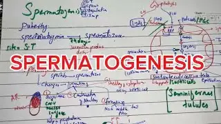 SPERMATOGENESIS by langmans part 1 #langmans #embryo 