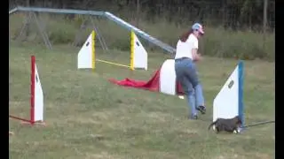 Liv - Funturnier Gillenfeld A1-Lauf (wei&szlig;er Hund)