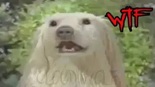 Cachorro Da Deep Web (Lycan Ir&ocirc;nico)