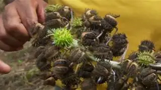 Jamaican Black Castor Oil: It Starts With Us | Tropic Isle Living 2018